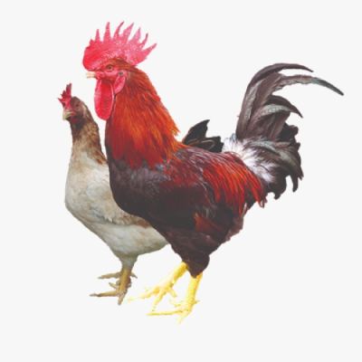 Gà Mía Thuần Chủng