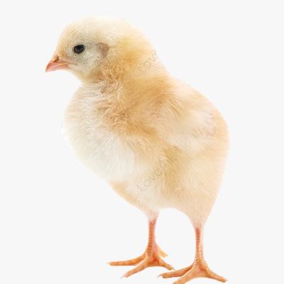 Gà Mía Sơn Tây Mới Nở Giống
