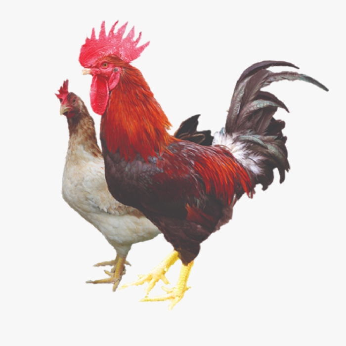 Gà Mía Thuần Chủng