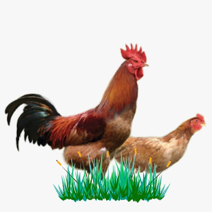 Gà Mía Lai