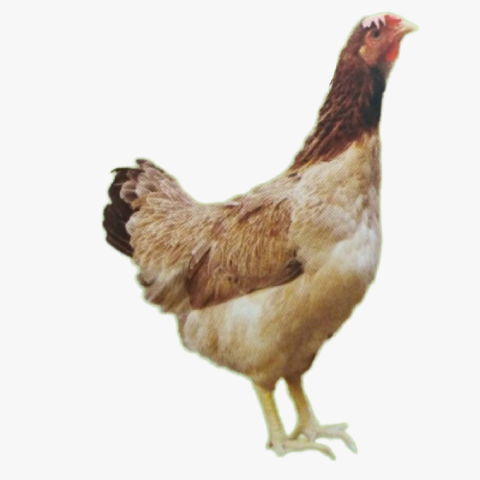 Gà Mía Sơn Tây Mái