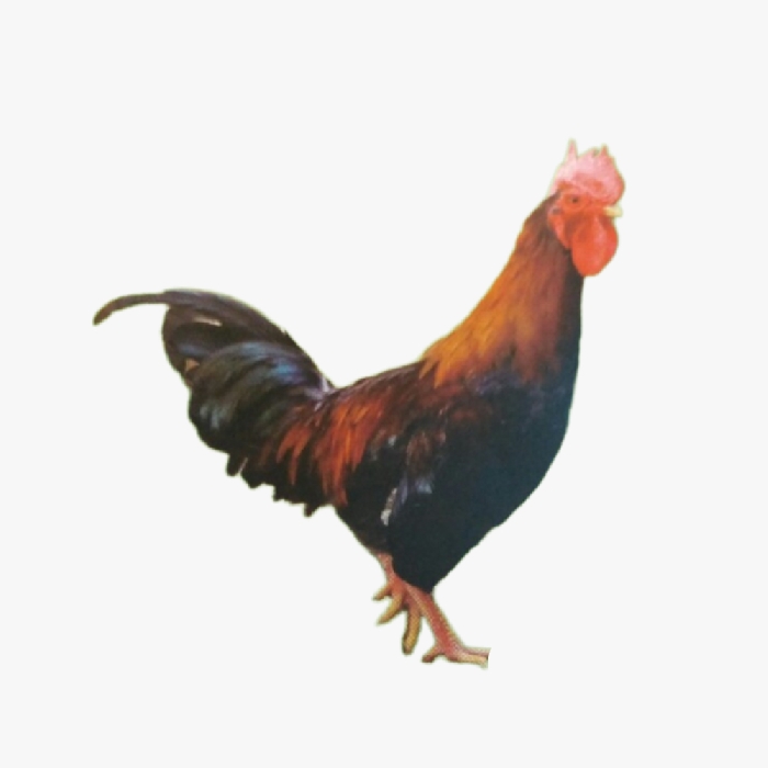 Hướng Dẫn Nuôi Gà Mía Thuần Đơn Giản Hiệu Quả